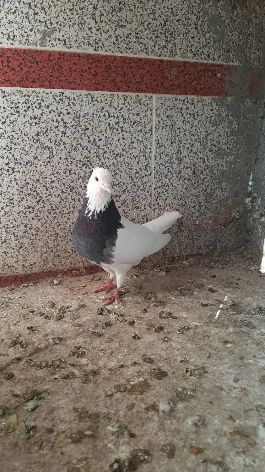 طوقی جفت|پرنده|اسفراین, |دیوار