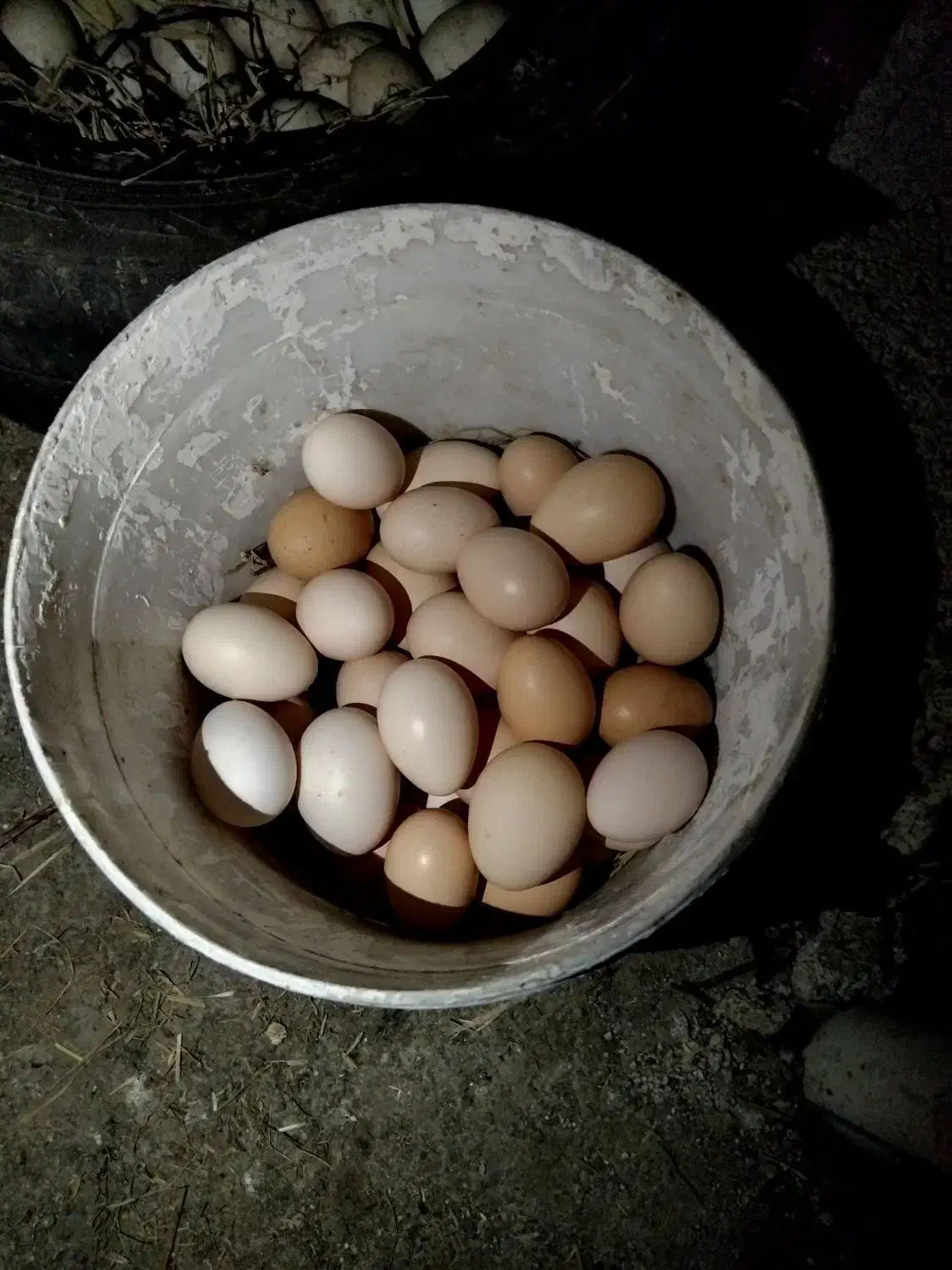 تخم مرغ محلی تازه نطفه دار|حیوانات مزرعه|رضوانشهر, |دیوار