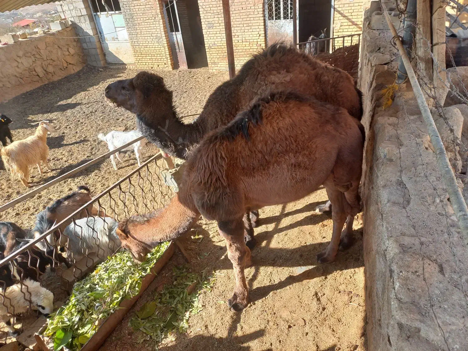 هاشیه شتر|حیوانات مزرعه|نیر (یزد), |دیوار