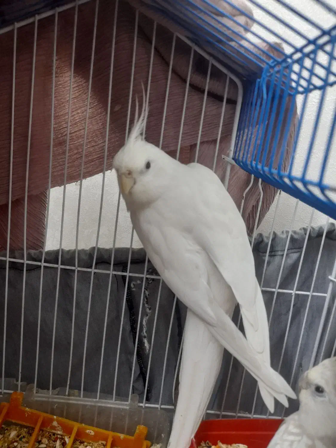 عروس هلندی آلبینو نر|پرنده|تهران, گمرک|دیوار