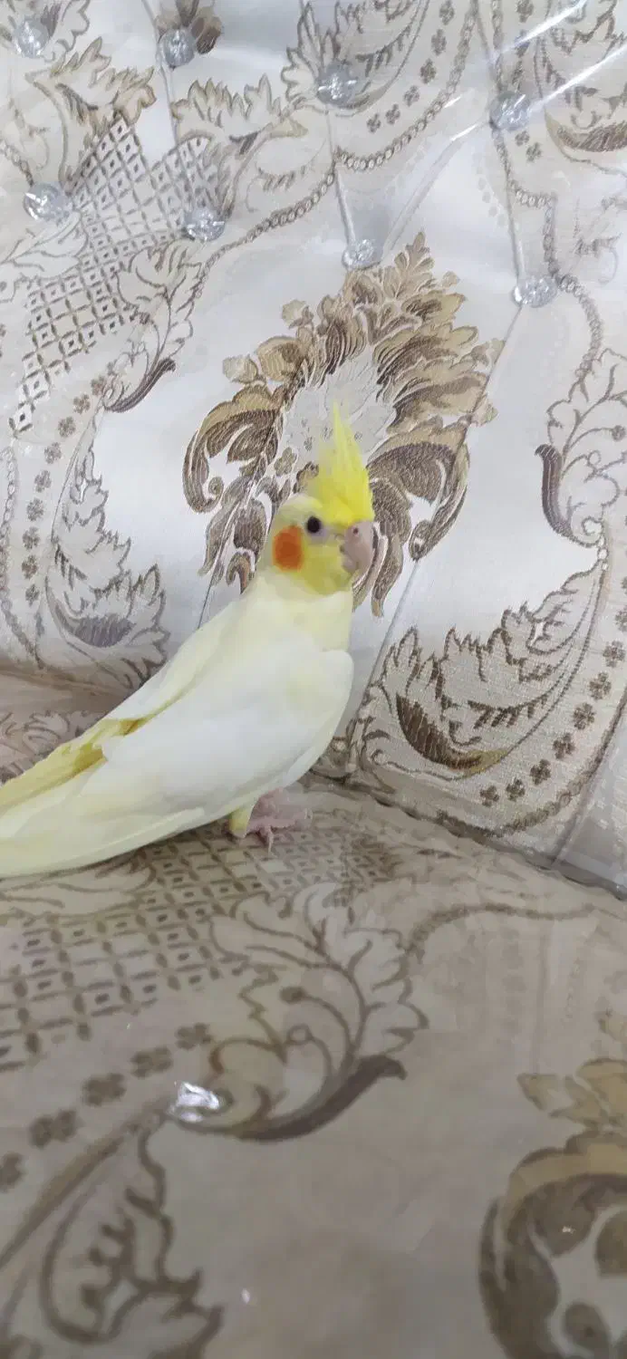 طوطی عروس هلندی لوتینو خوشگل|پرنده|قزوین, |دیوار