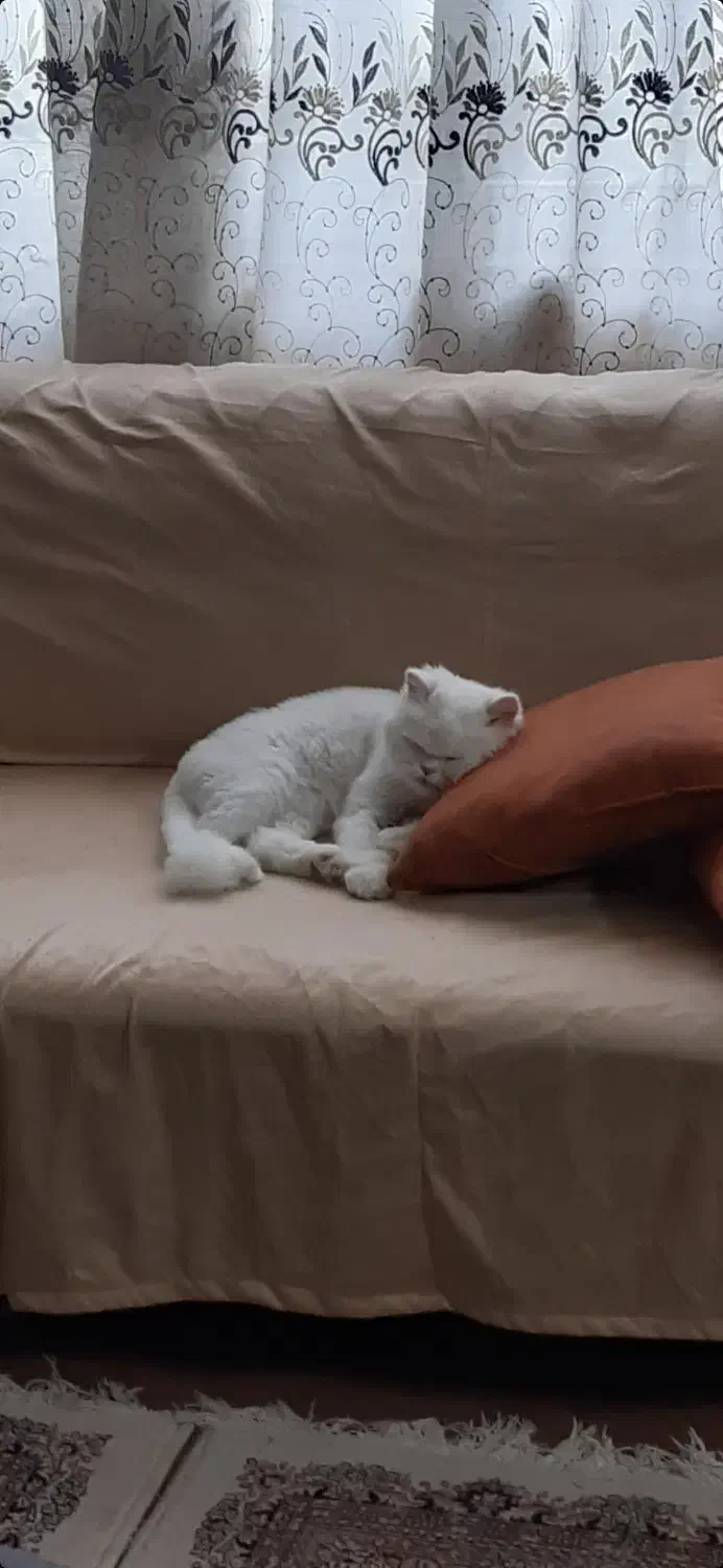 واگذاری گربه پرشین اصیل|گربه|اردبیل, |دیوار