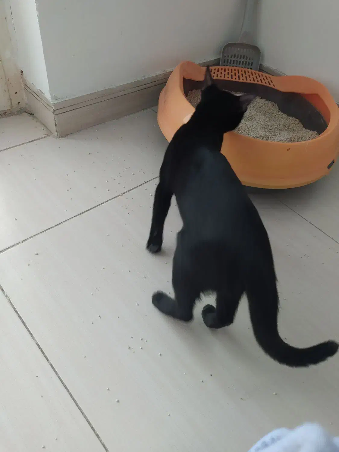 گربه مشکی|گربه|گنبد کاووس, |دیوار