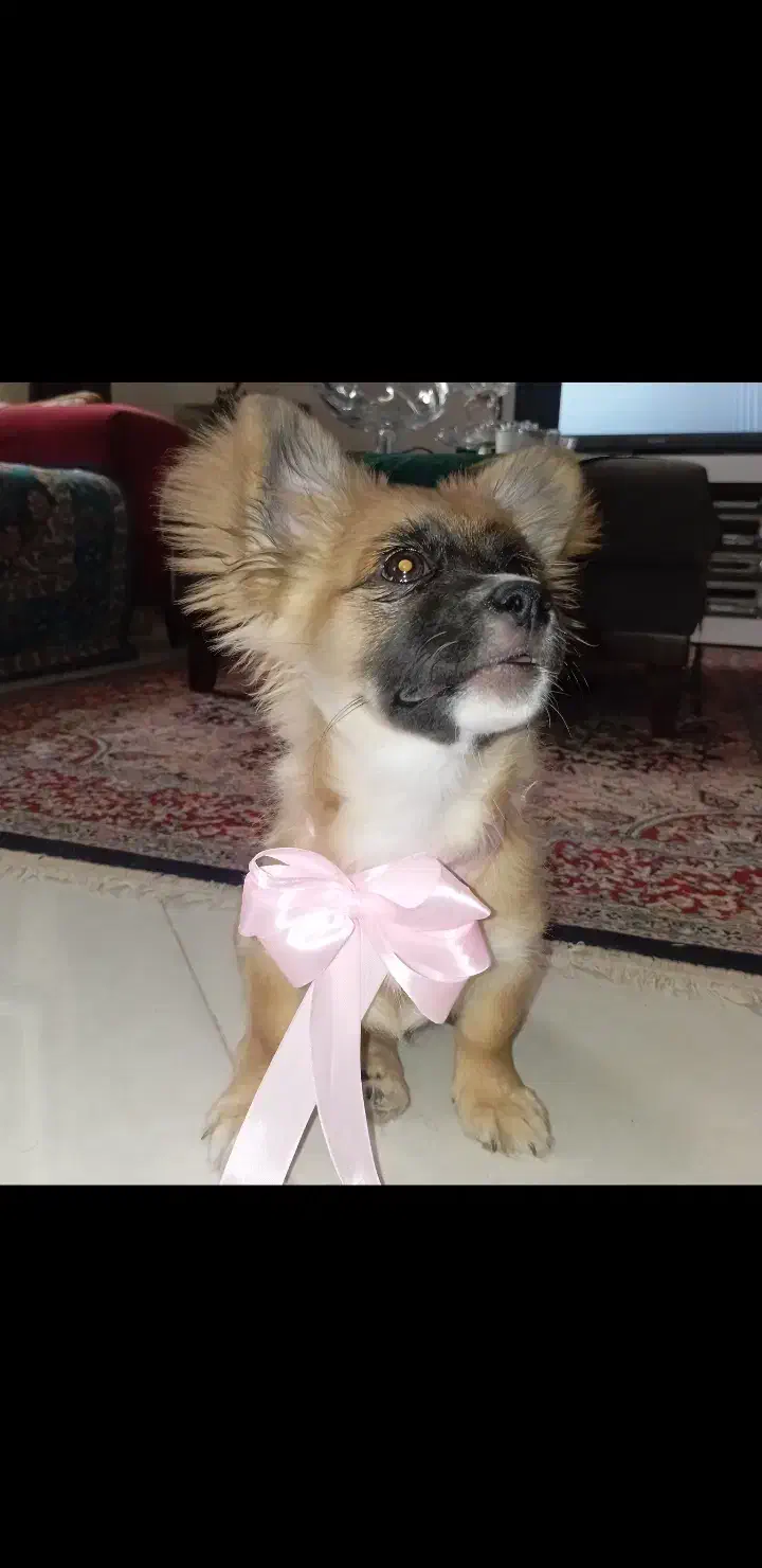 سگ پامر اشپیتز ۵ ت|سگ|کرمان, |دیوار