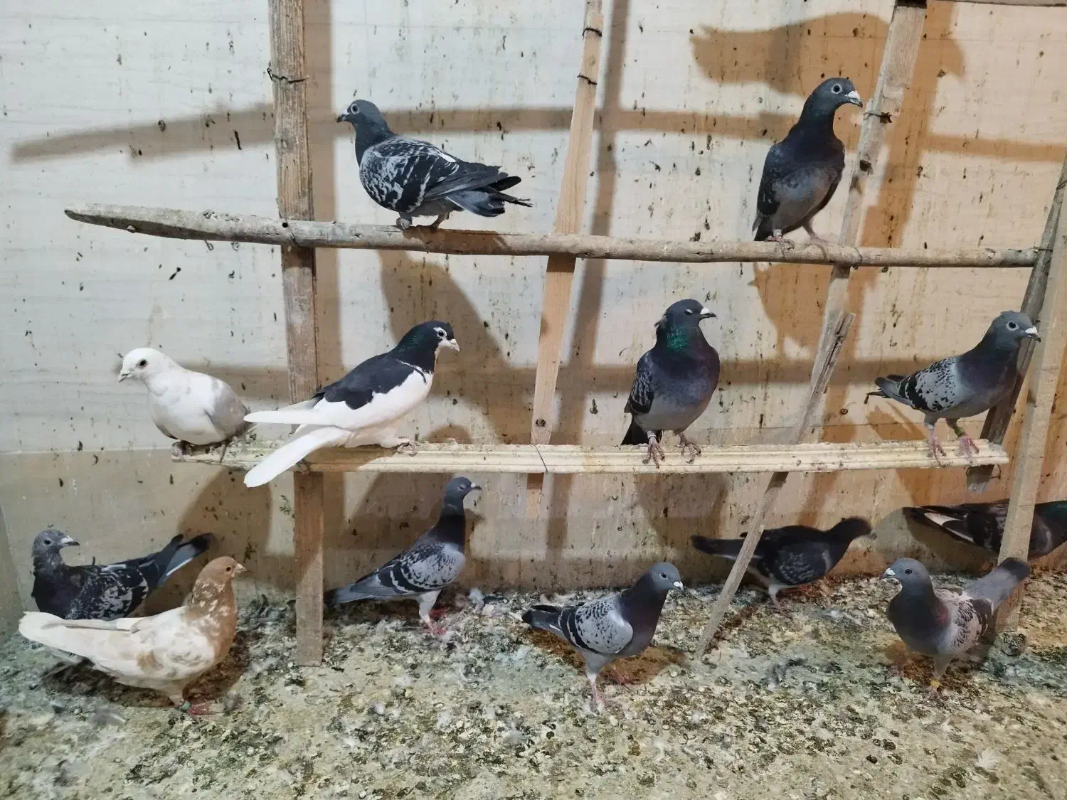 کبوتر|پرنده|یزد, |دیوار