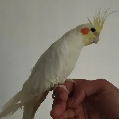 فروش عروس هلندی|پرنده|بهشهر, |دیوار