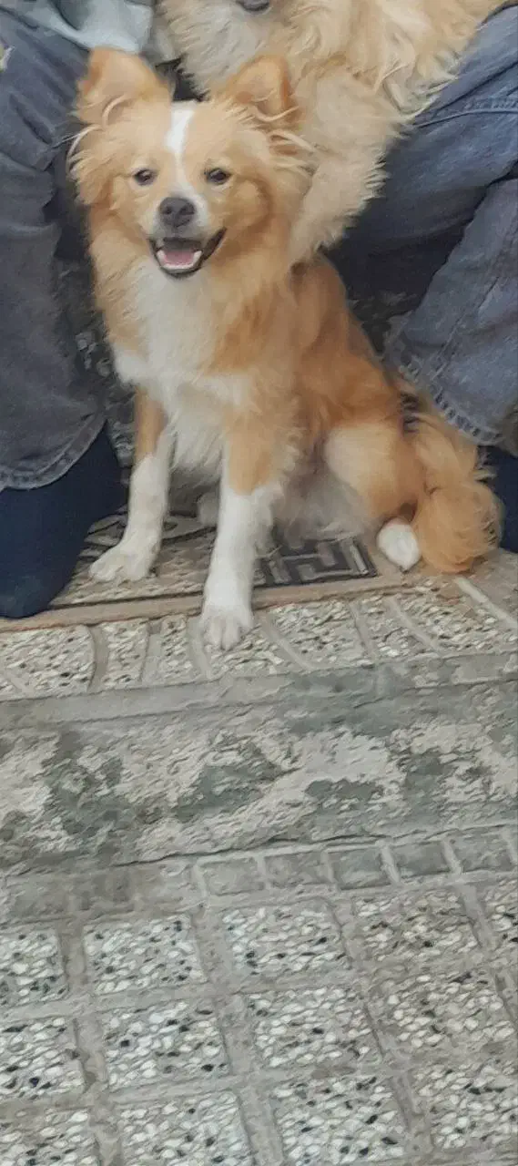 سگ نژاد پامرانین|سگ|شاهرود, |دیوار