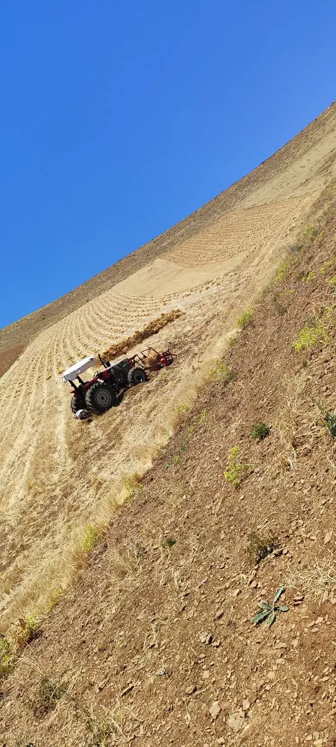 گندم بذر دیم آذر دو منطقه بیلوار|گل و گیاه طبیعی|بیلوار, |دیوار