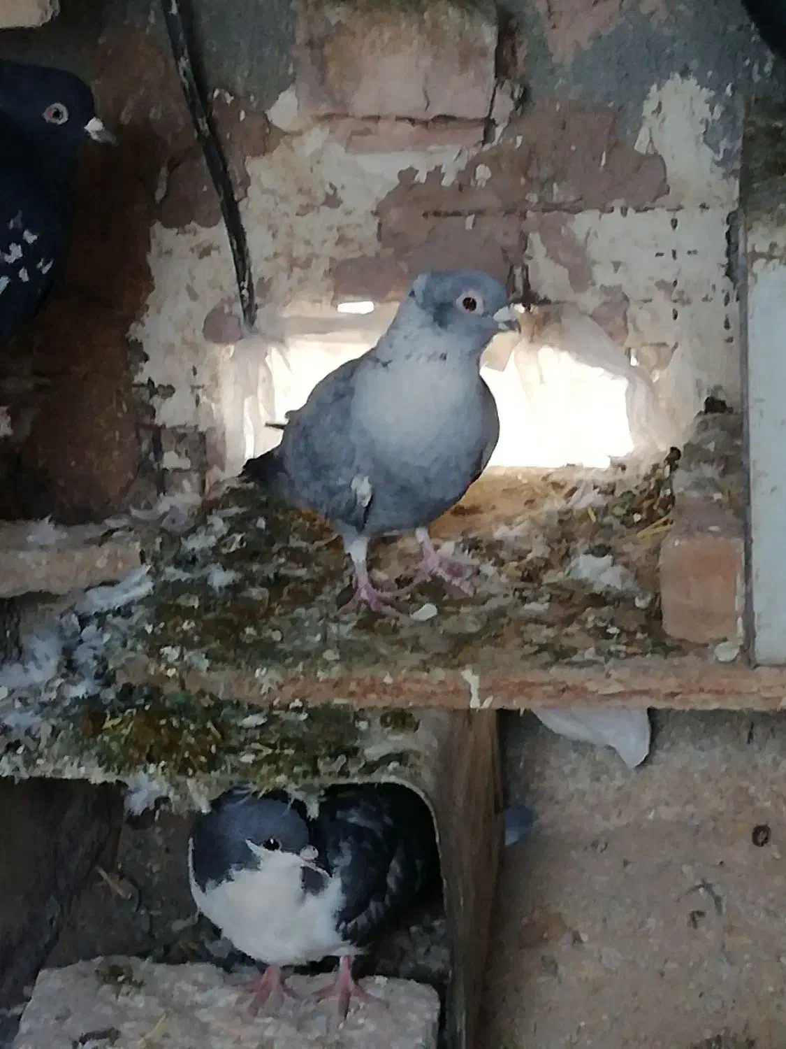 پرنده|پرنده|سبزوار, پیروزی|دیوار