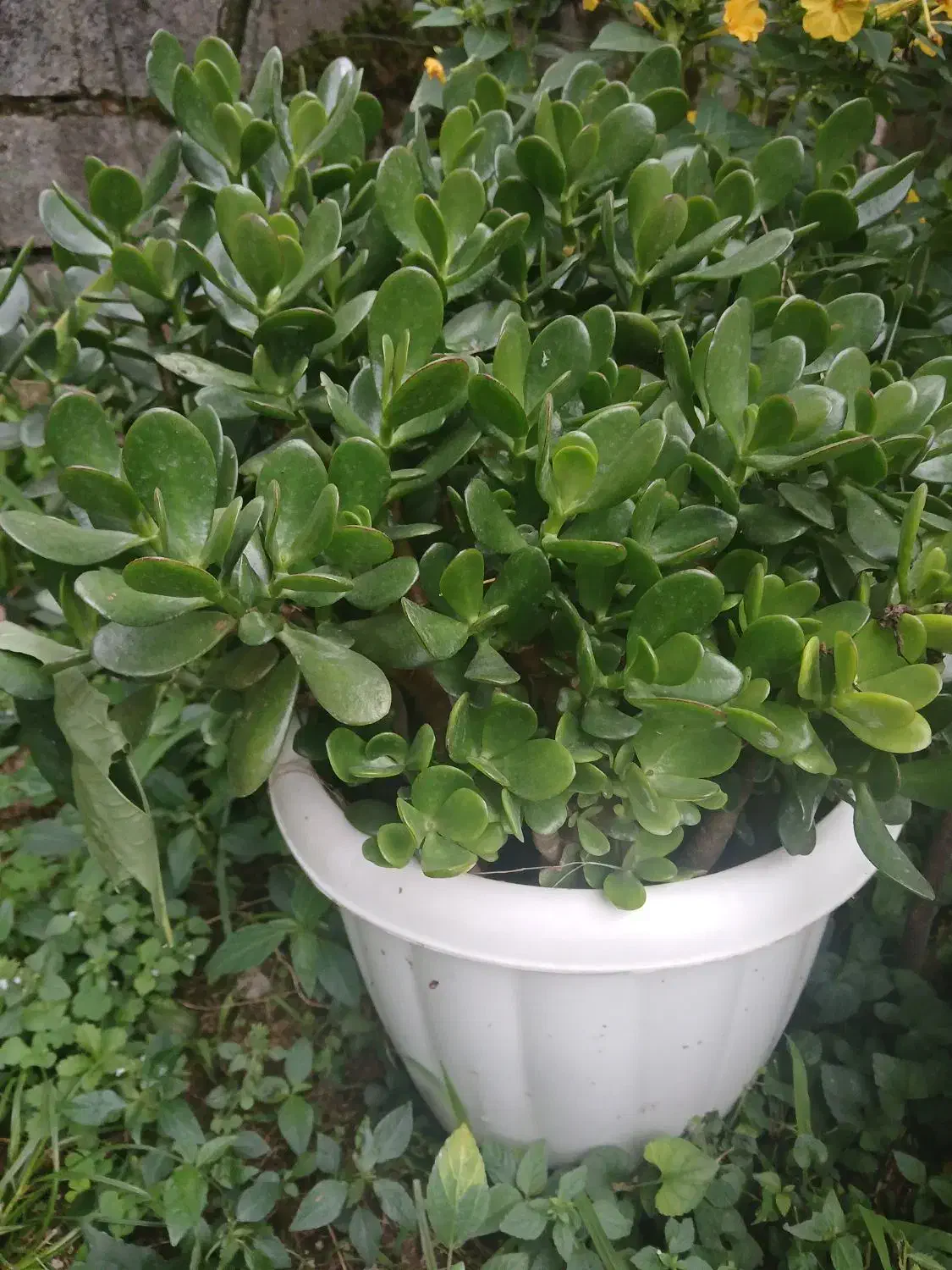 گل یشم|گل و گیاه طبیعی|اسالم, |دیوار