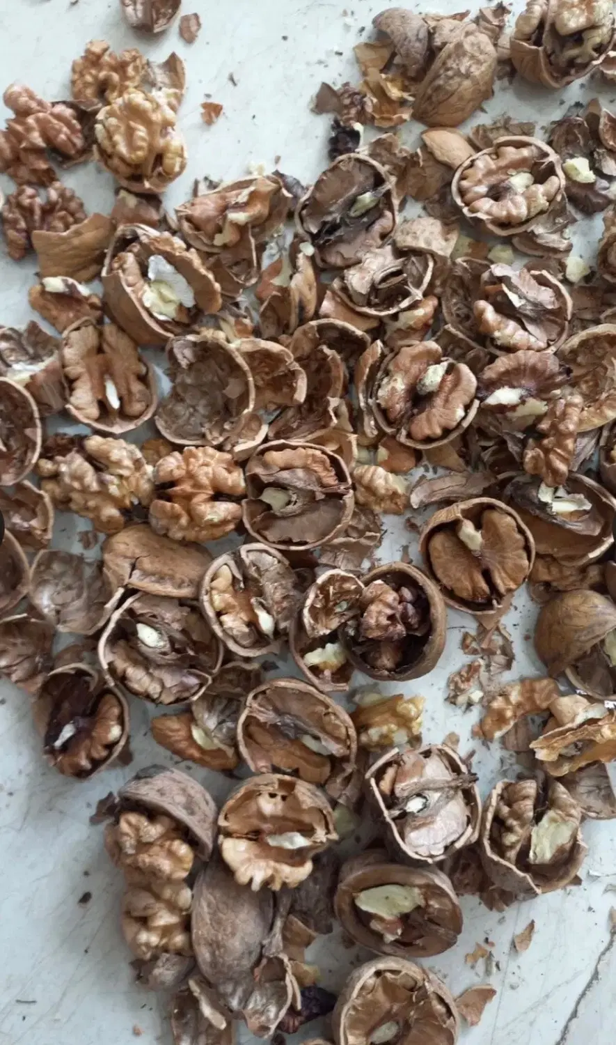 سیر|خوردنی و آشامیدنی|تهران, آهنگران (سراسیاب دولاب)|دیوار