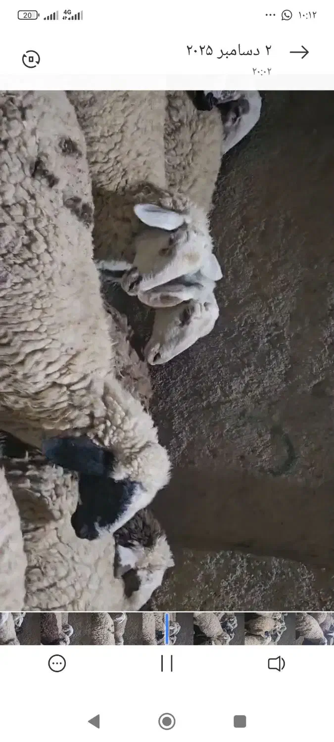 میش و شیشک میش عراقی|حیوانات مزرعه|سرچهان, |دیوار