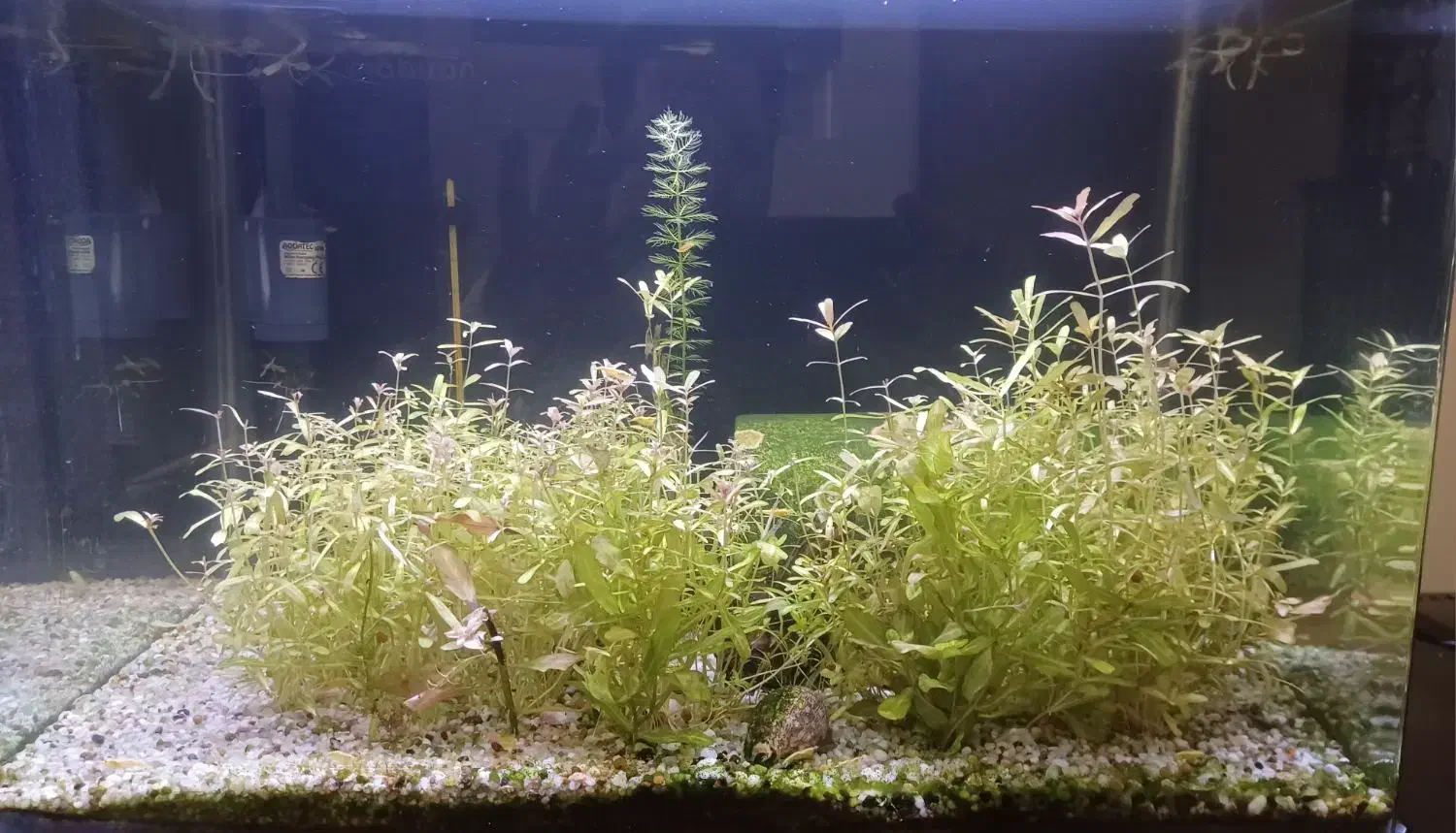 آکواریوم شیشه خمه ماهیران ۵۰×۳۴×۳۴|ماهی|کرمانشاه, |دیوار