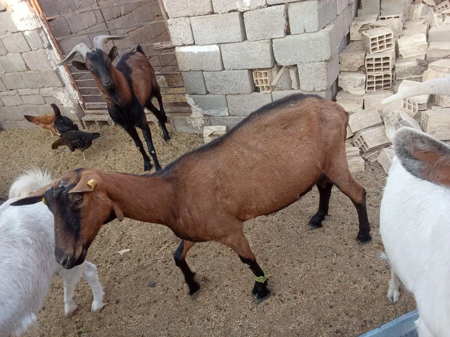 گوسفند الپاین اصل|حیوانات مزرعه|راور, |دیوار