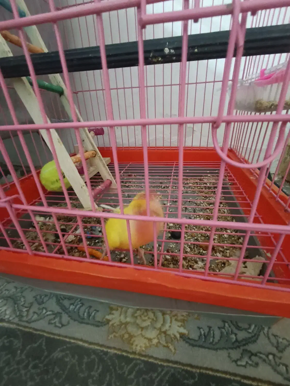 کوتوله و عروس|پرنده|ساوه, |دیوار