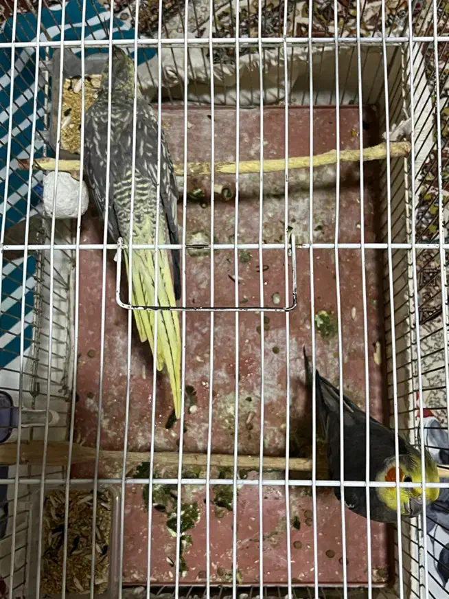 عروس هلندی.طوطی عروس|پرنده|رشت, کوی مهر|دیوار