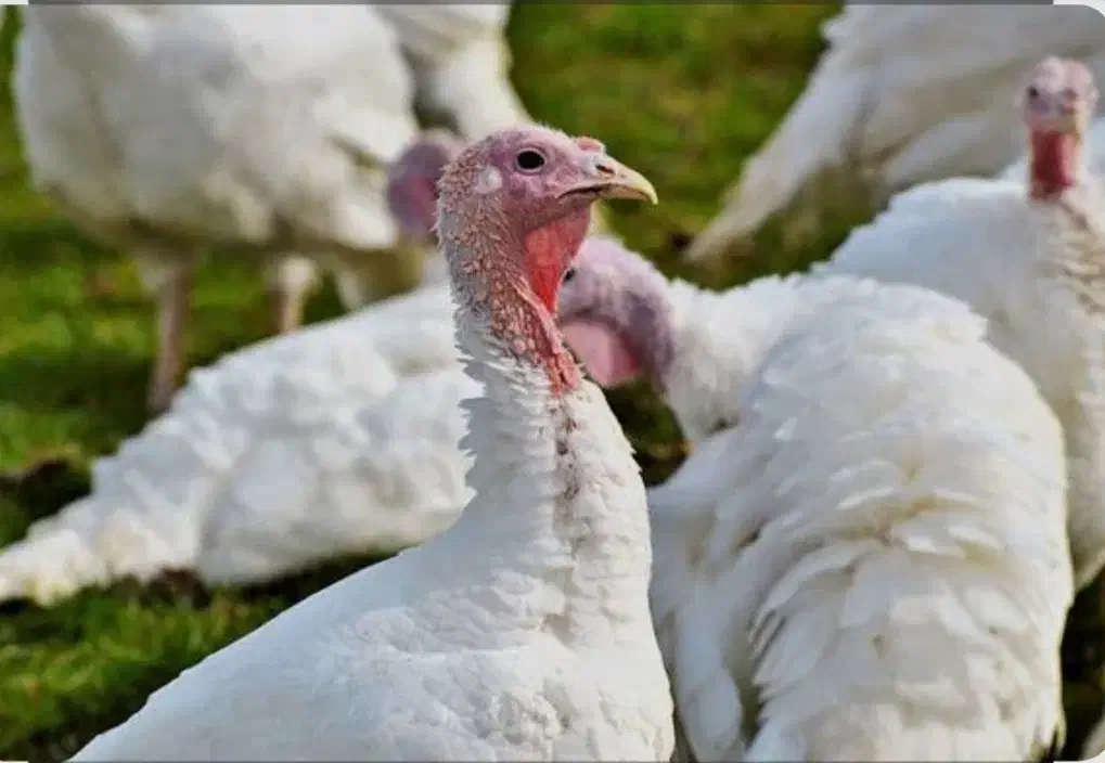 بوقلمون بیوتی گوشتی|حیوانات مزرعه|مشهد, فرخد|دیوار