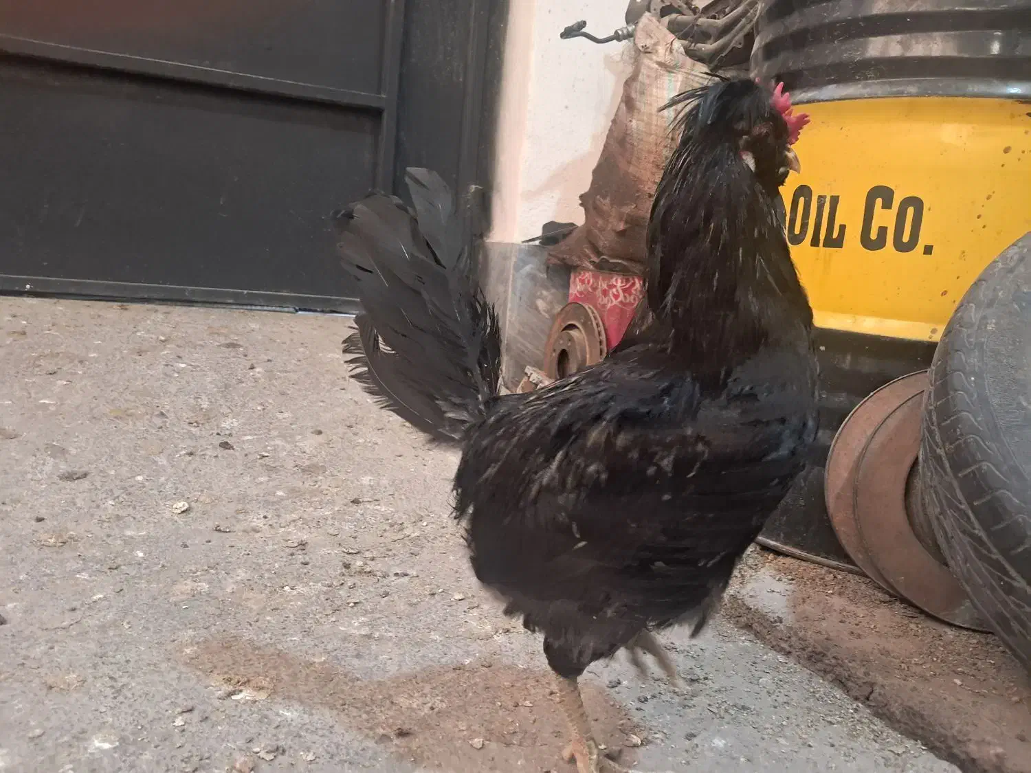 تخم نطفه داری لری|حیوانات مزرعه|ماهدشت, |دیوار