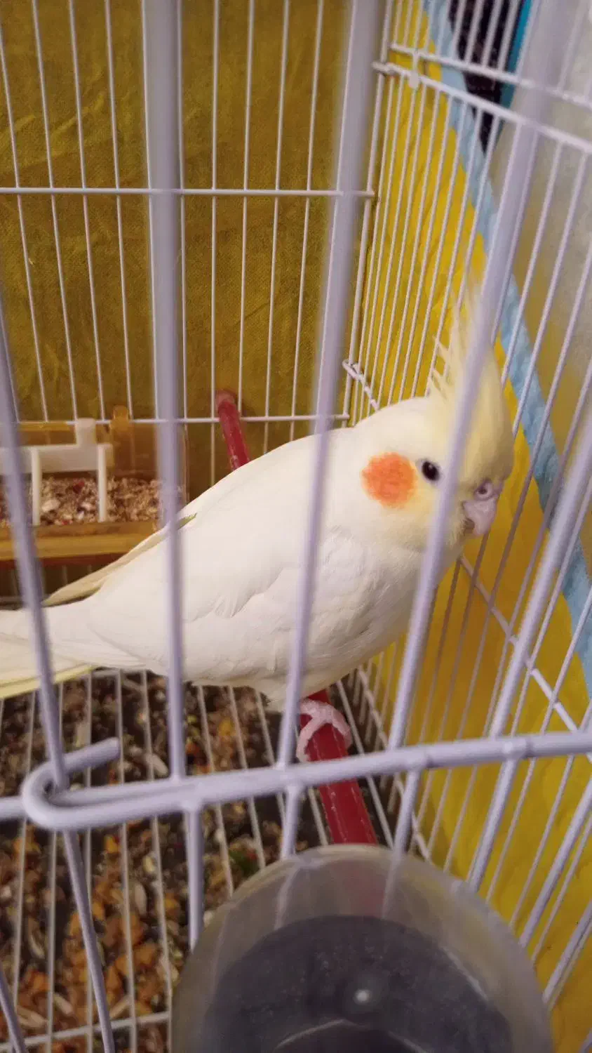 عروس هلندی لوتینو|پرنده|تربتحیدریه, هاشمینژاد|دیوار