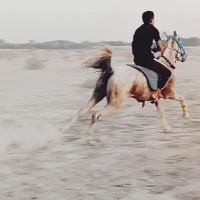 اسب نریان|اسب و تجهیزات اسب‌سواری|جیرفت, |دیوار