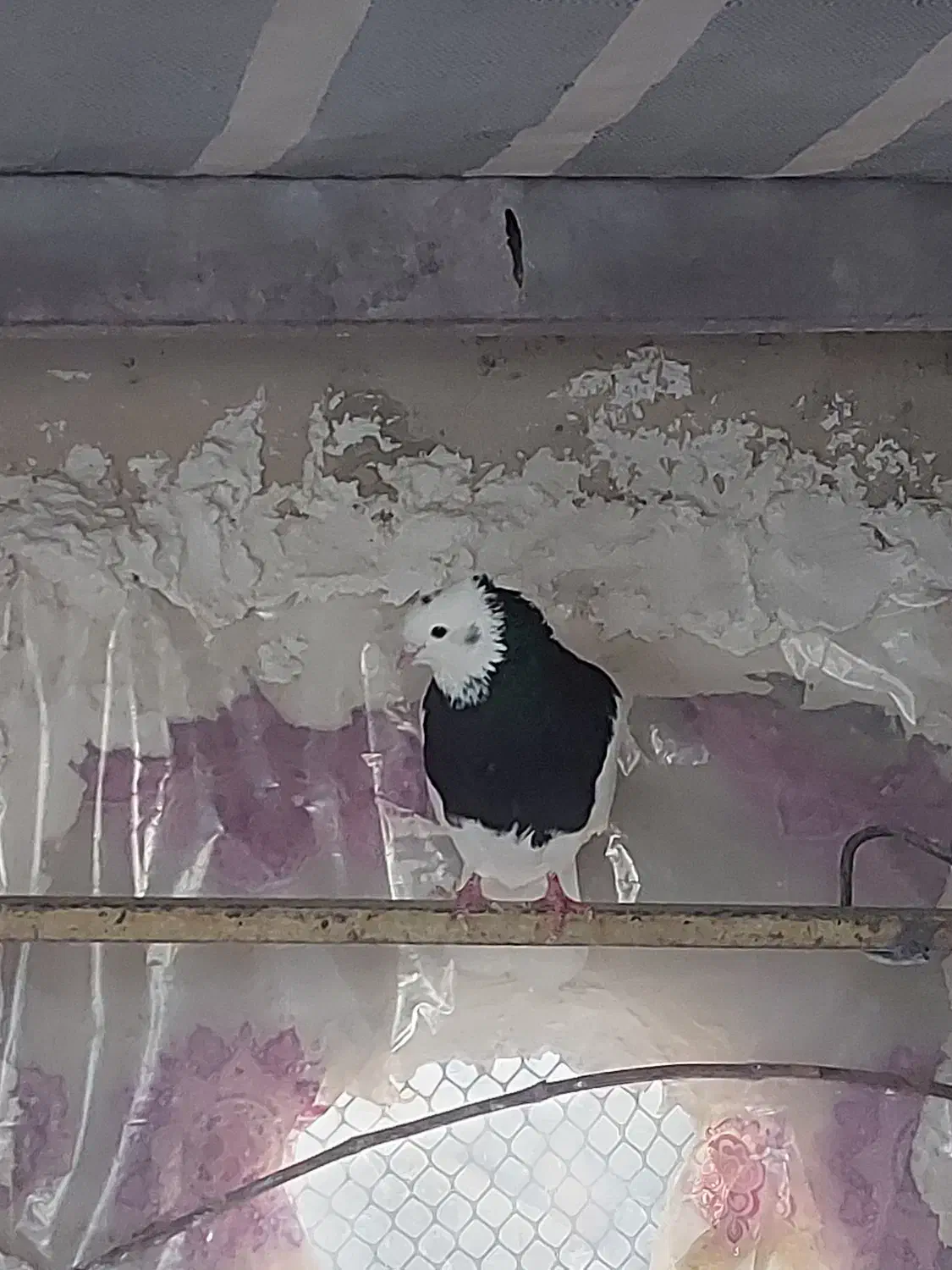 طوقی نر|پرنده|فردیس, قریشی|دیوار