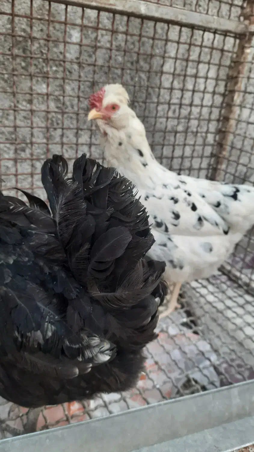 مرغ گلین|حیوانات مزرعه|مبارکه, |دیوار