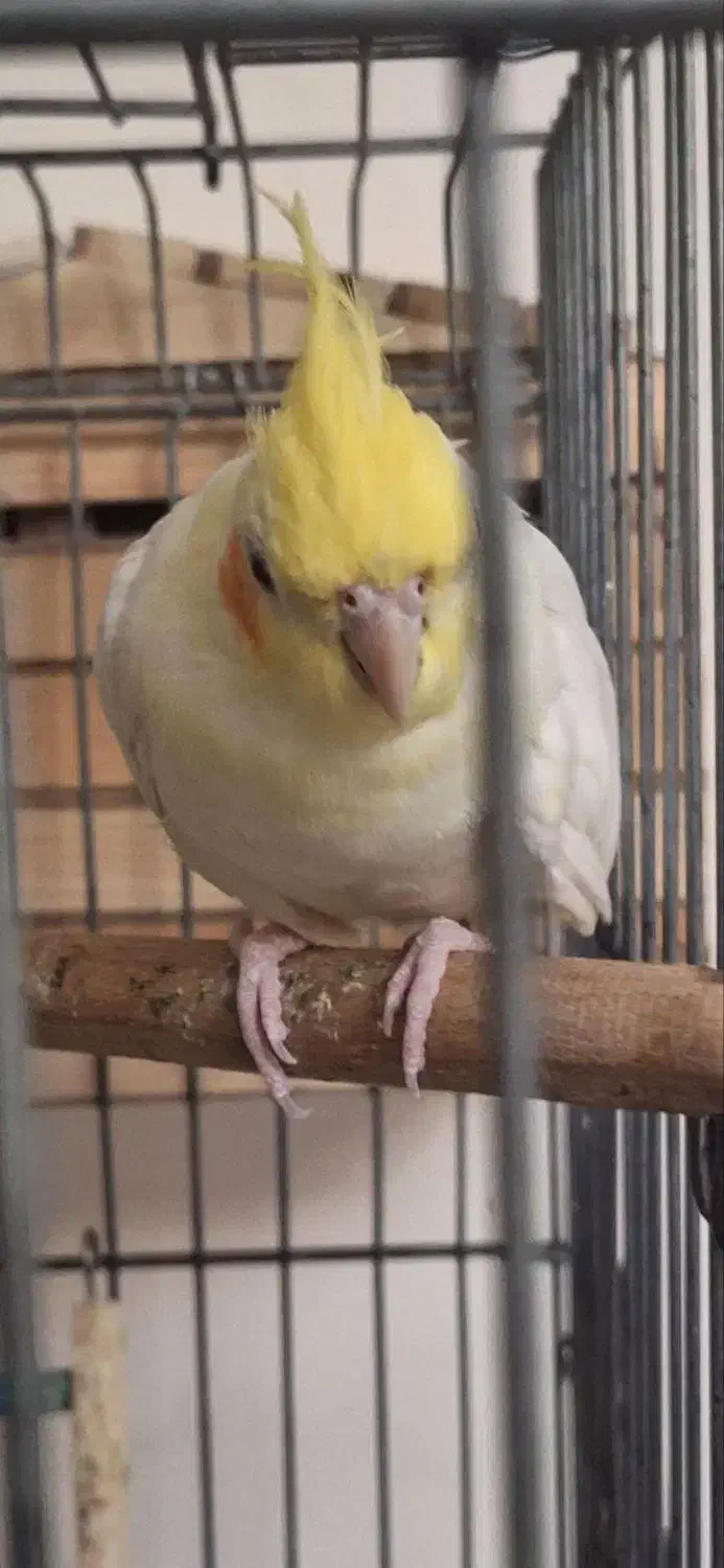 عروس هلندی جفت مولد|پرنده|پاکدشت, پاکدشت (مامازند)|دیوار