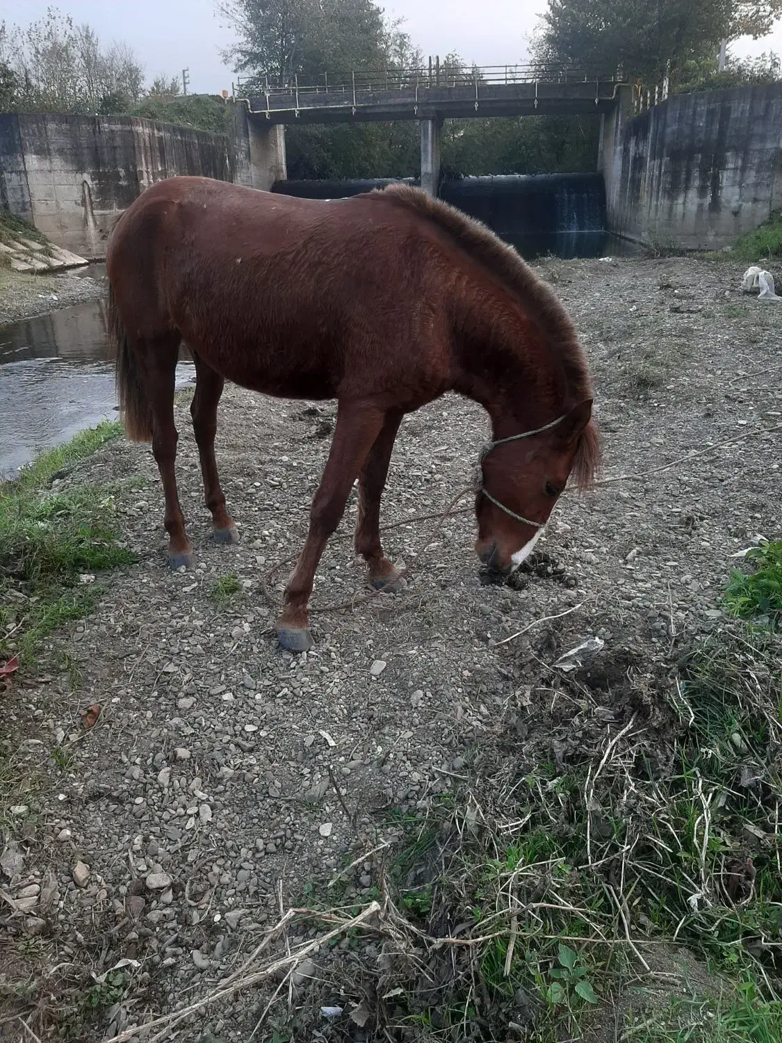 اسب اخته ۵سال کت کلفت|اسب و تجهیزات اسبسواری|لاهیجان, طالقانی|دیوار