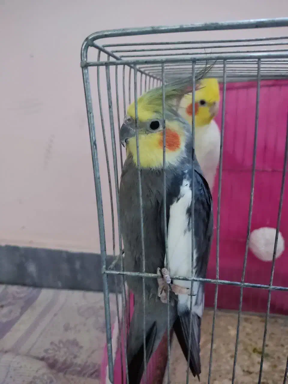 عروس هلندی نر بالغ|پرنده|گرگان, |دیوار