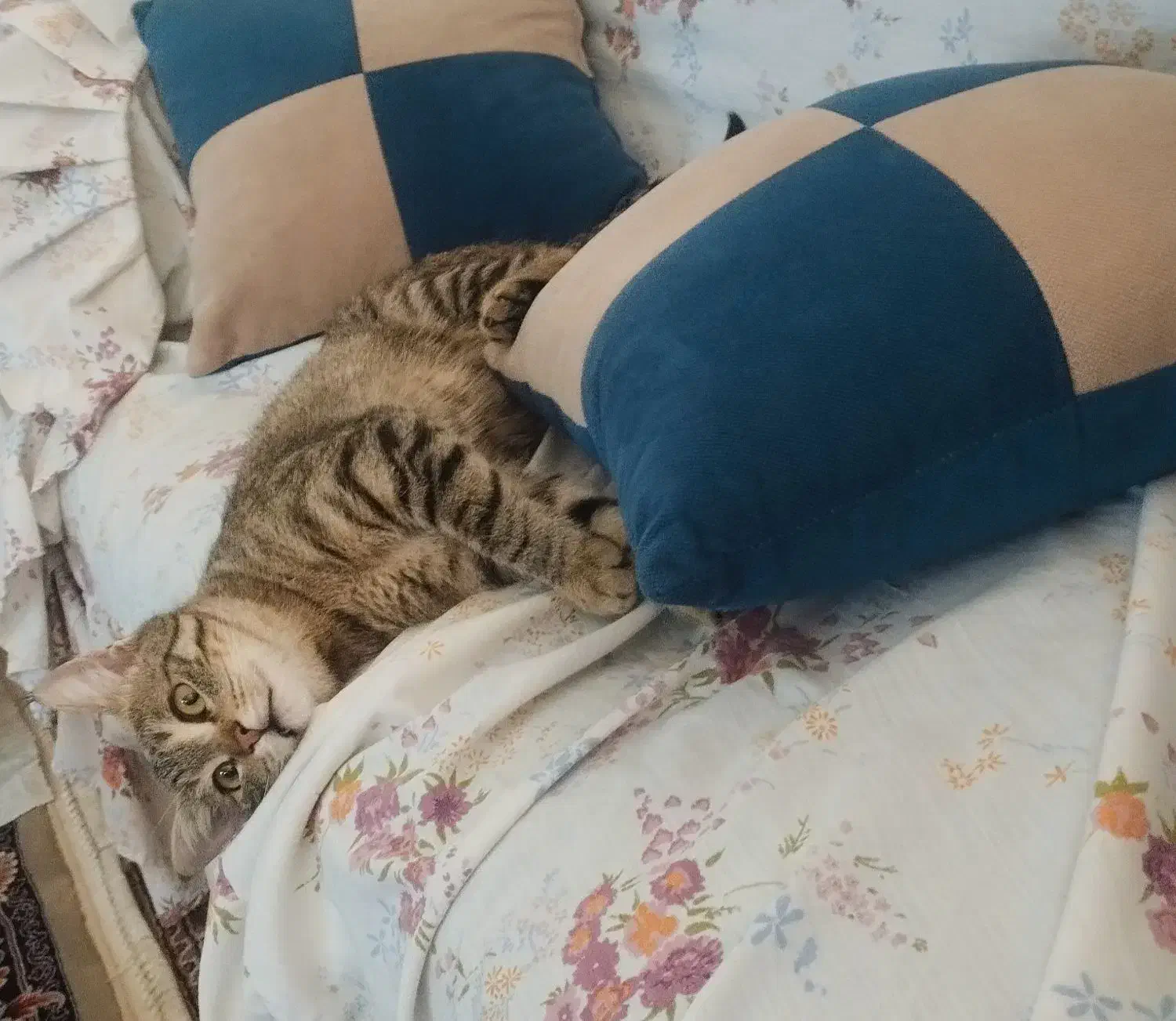 گربه گم شد|حیوانات|شیروان (خراسان), |دیوار