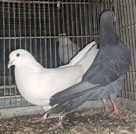 کبوتر|پرنده|رباط‌کریم, رباط‌کریم|دیوار