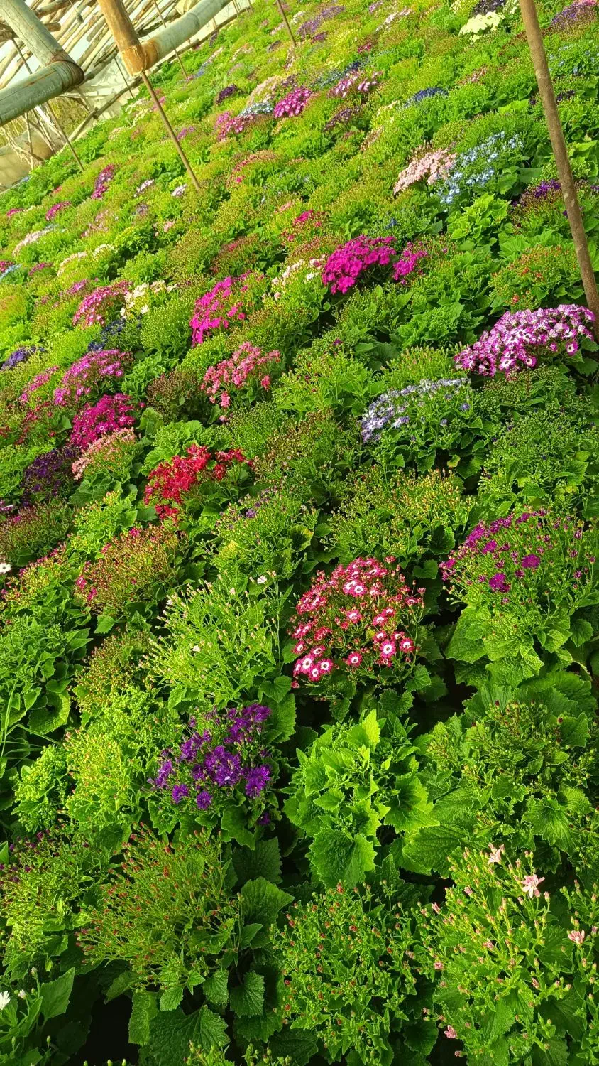 سینره ۱۲۰|گل و گیاه طبیعی|پاکدشت, پاکدشت (مامازند)|دیوار