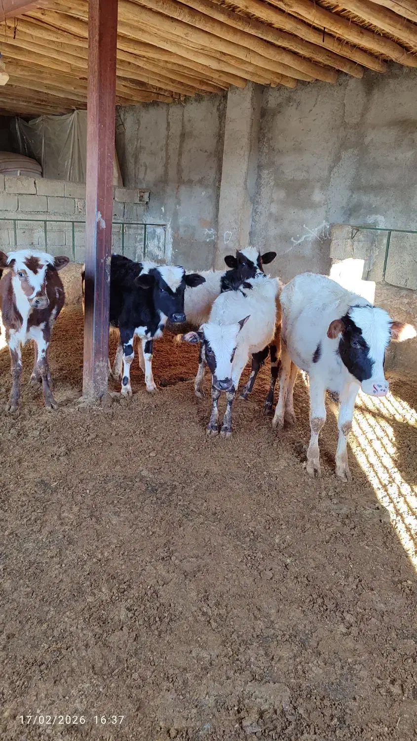 گوساله نر|حیوانات مزرعه|کوهدشت, |دیوار