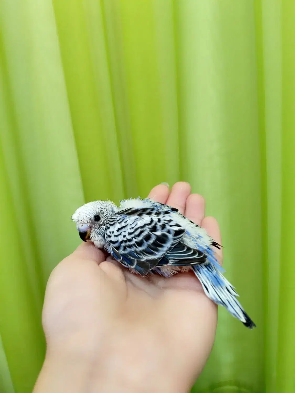 جوجه مرغ عشق دستی و بازیگوش|پرنده|نیشابور, شهرک اندیشه|دیوار