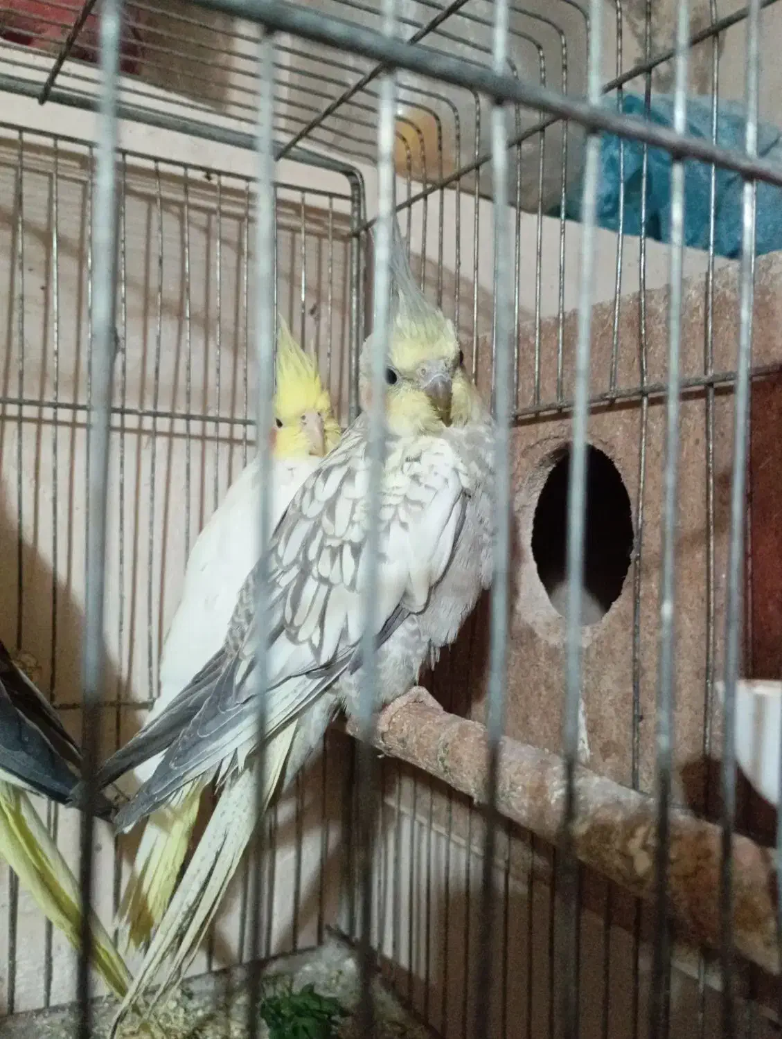 جفت عروس لوتینو گلباقالی مولد|پرنده|میاندوآب, |دیوار