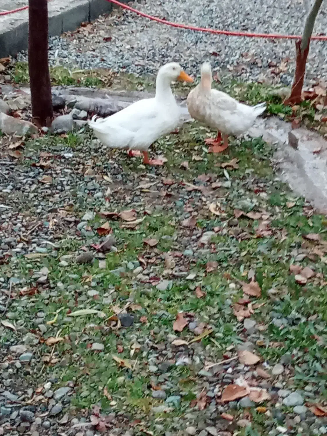 اردک نر و ماده است|حیوانات مزرعه|چهارباغ, |دیوار