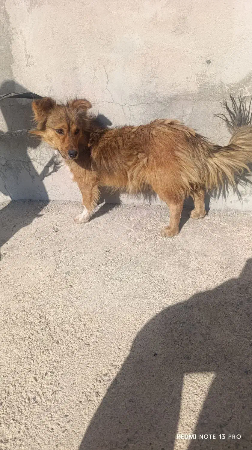 سگ خونگی|سگ|یاسوج, |دیوار