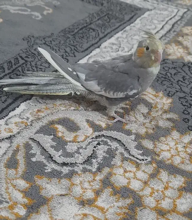 عروس هلندی|پرنده|رادکان, |دیوار