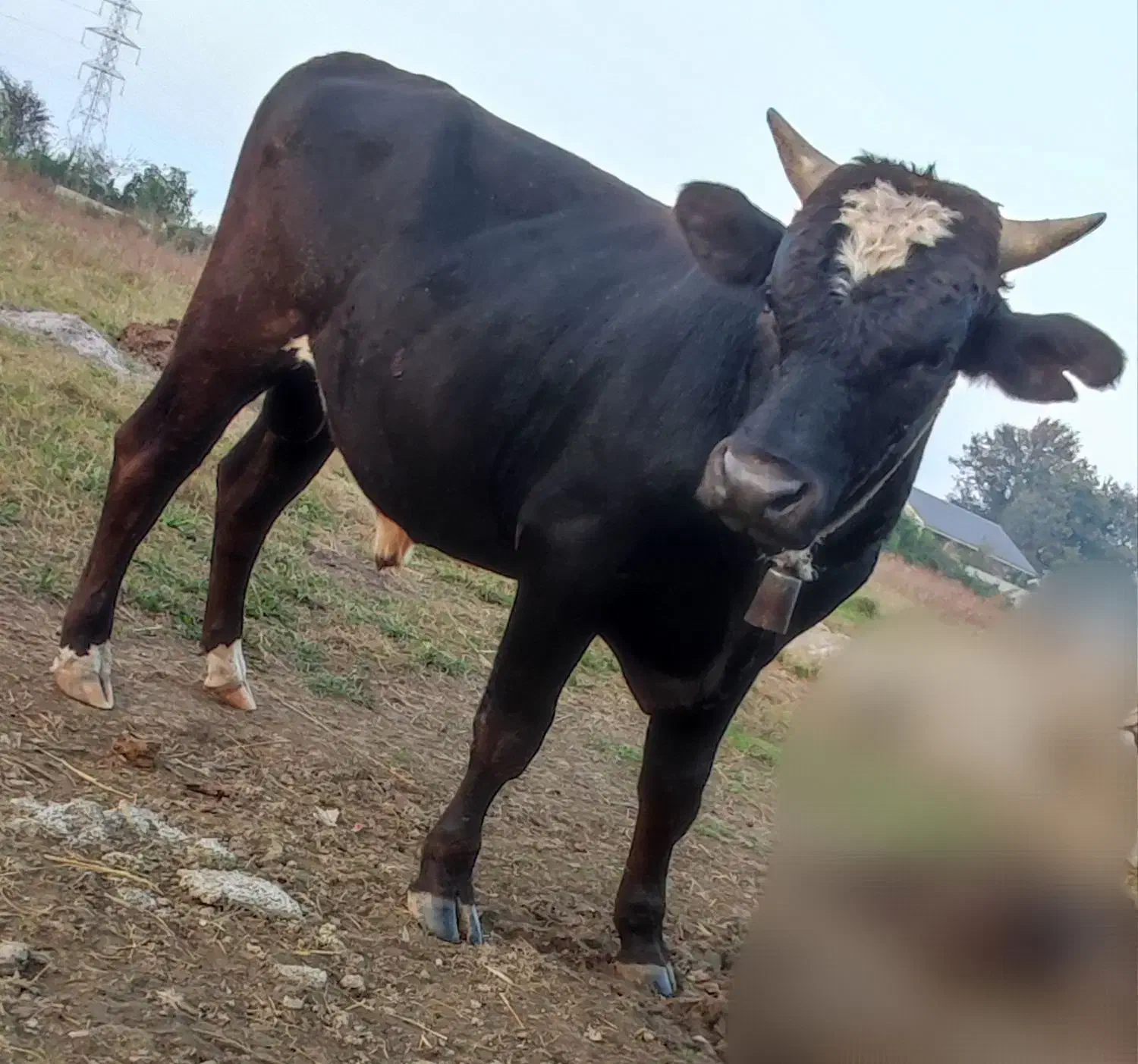 یک عدد گاو دوساله نر هلشتاین و یک گاو دوساله دورگ|حیوانات مزرعه|رضوانشهر, |دیوار