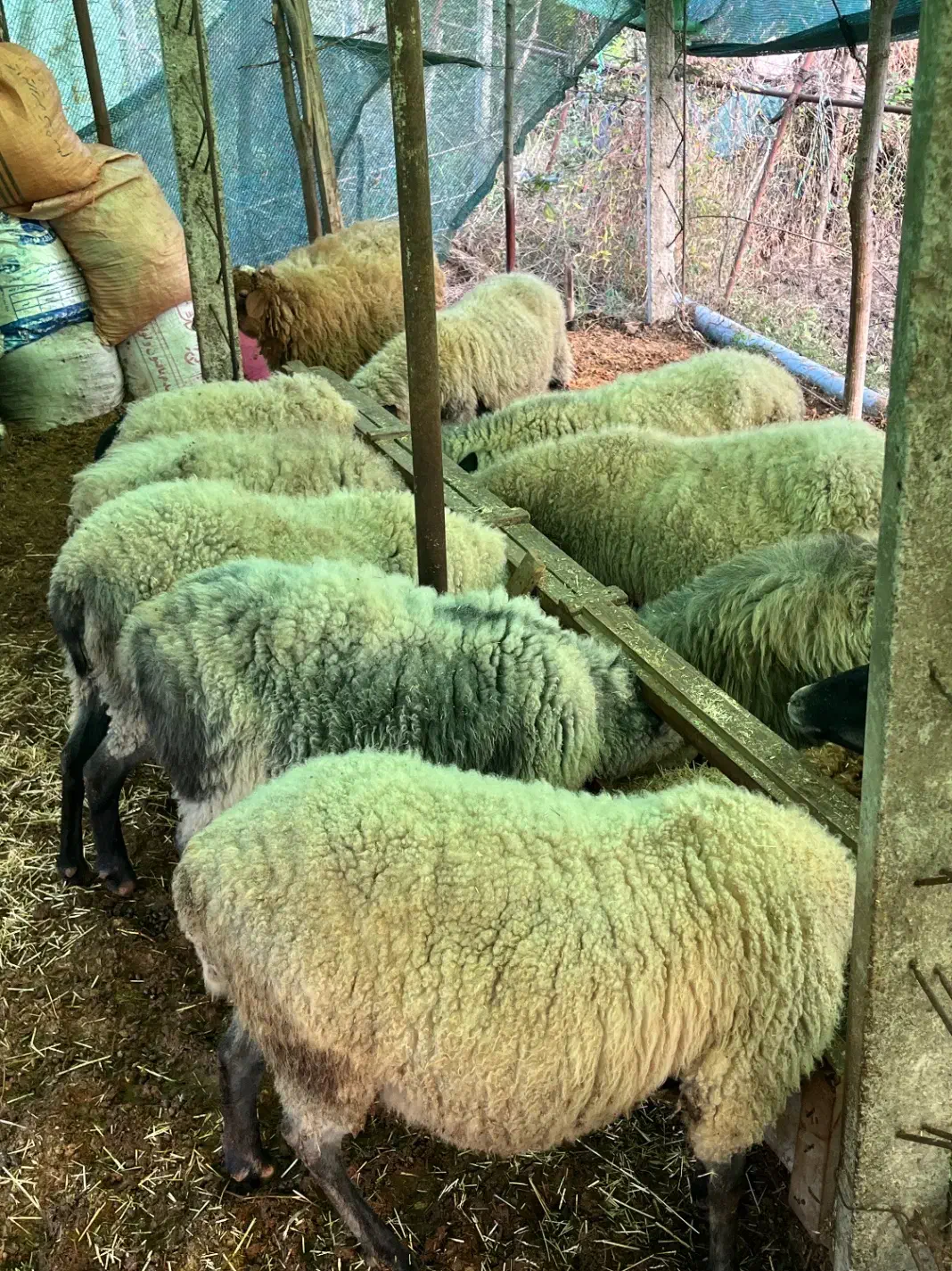 میش ۲ ساله رومانف دو قلو زا|حیوانات مزرعه|لاهیجان, بوجایه|دیوار