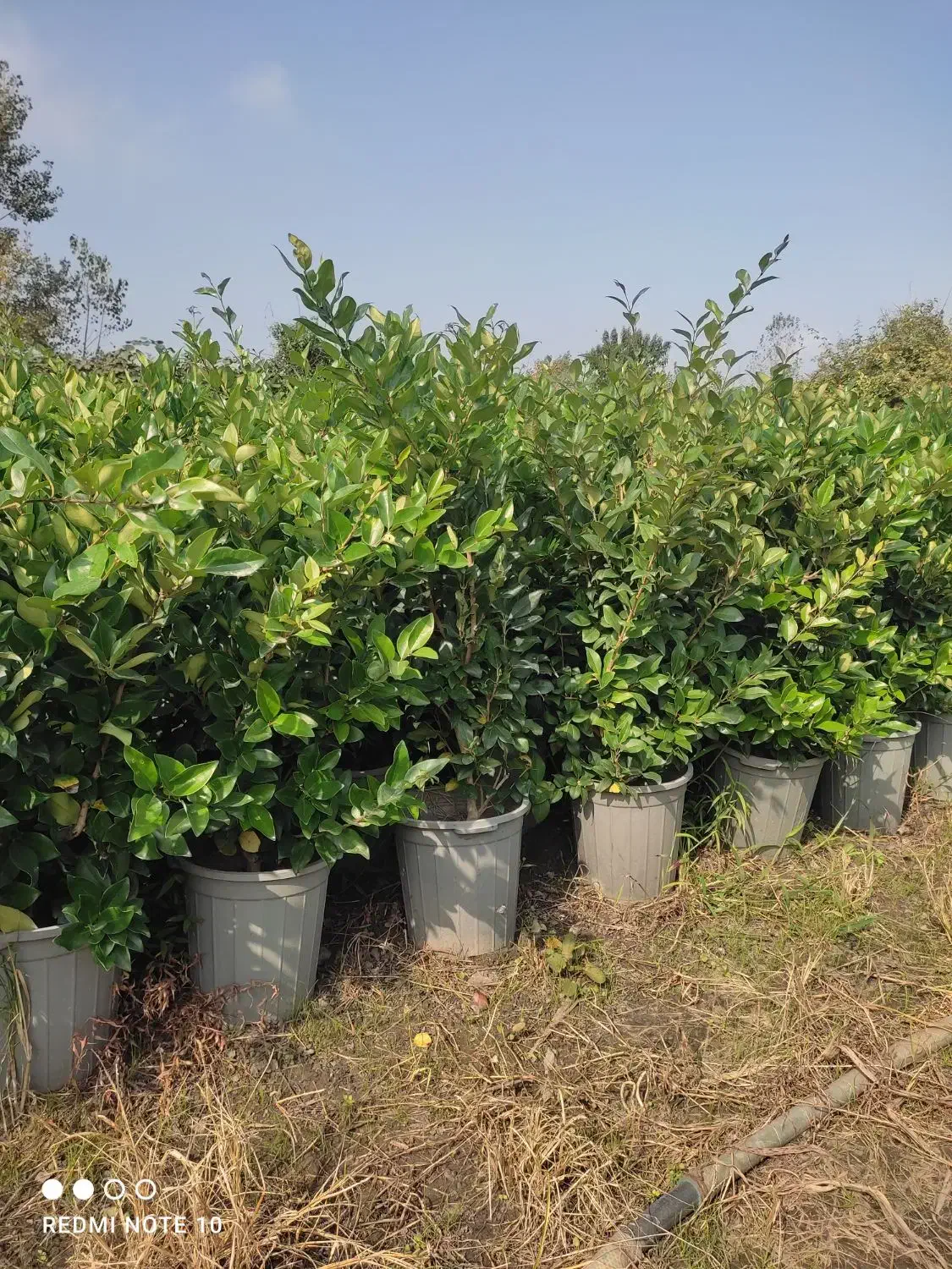 گل یاس|گل و گیاه طبیعی|نشتارود, |دیوار