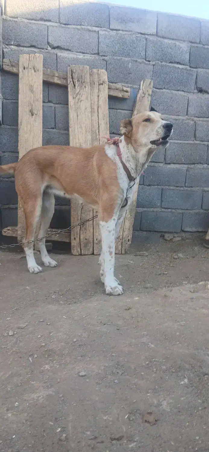 توله ماده خراسانی|سگ|زرندیه, |دیوار