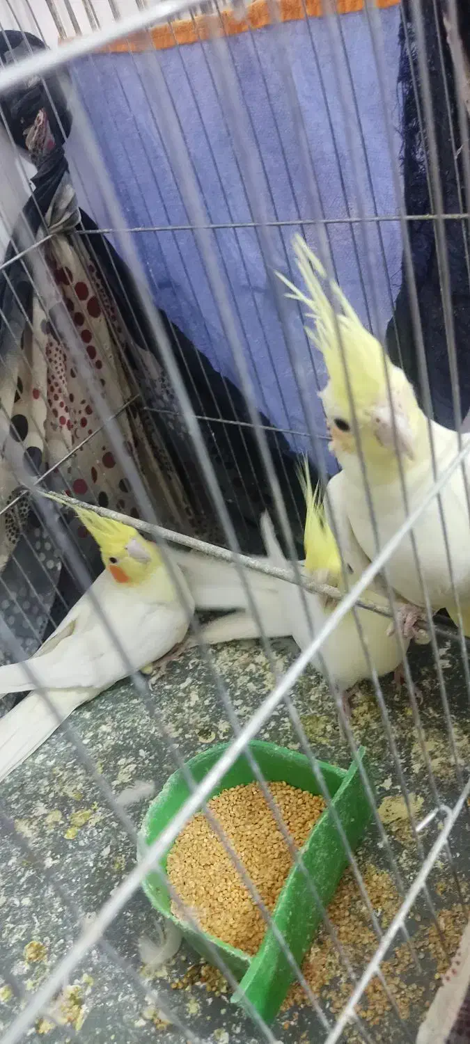 جفت عروس هلندی|پرنده|کرمان, |دیوار