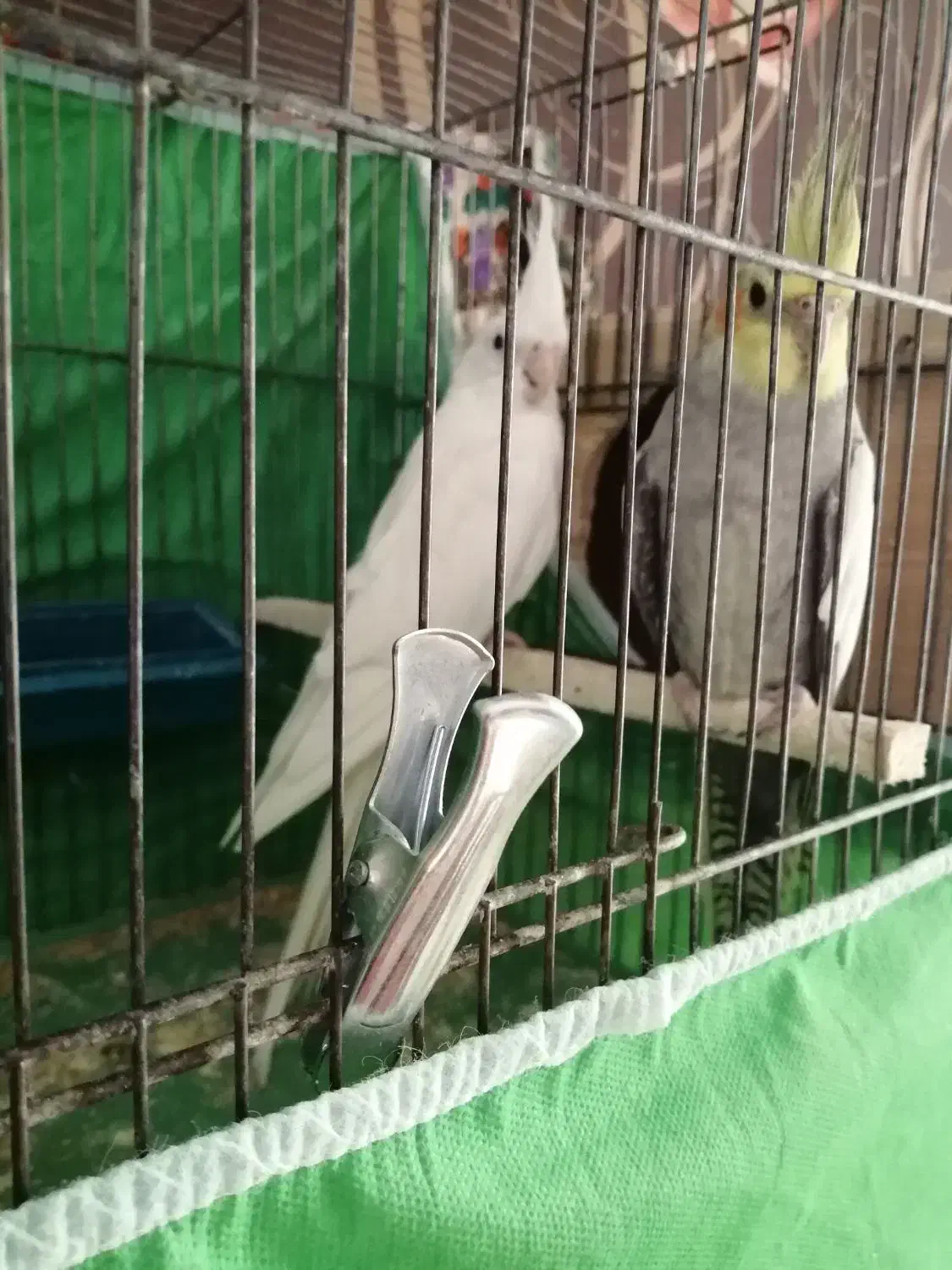 عروس هلندی|پرنده|اقبالیه, |دیوار