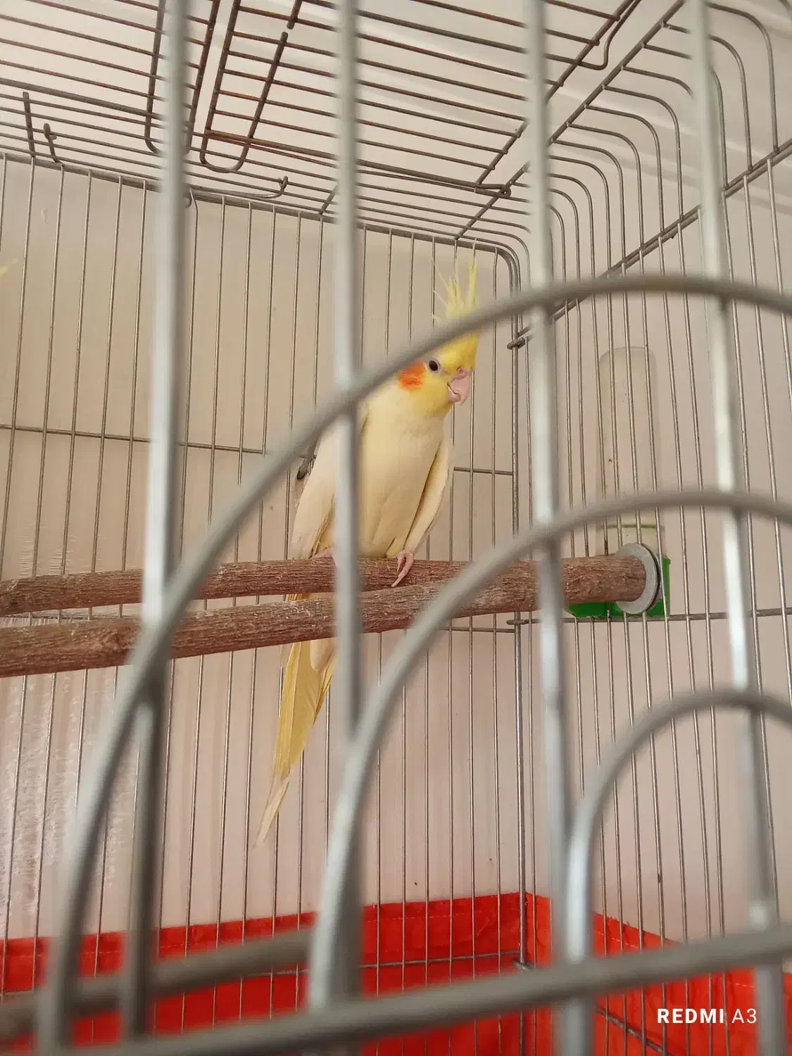 عروس هلندی لوتینو جفت نر وماده|پرنده|فردوسیه, |دیوار