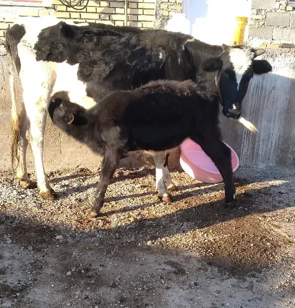 گاو شیری هلشتان اصیل|حیوانات مزرعه|کوراییم, |دیوار