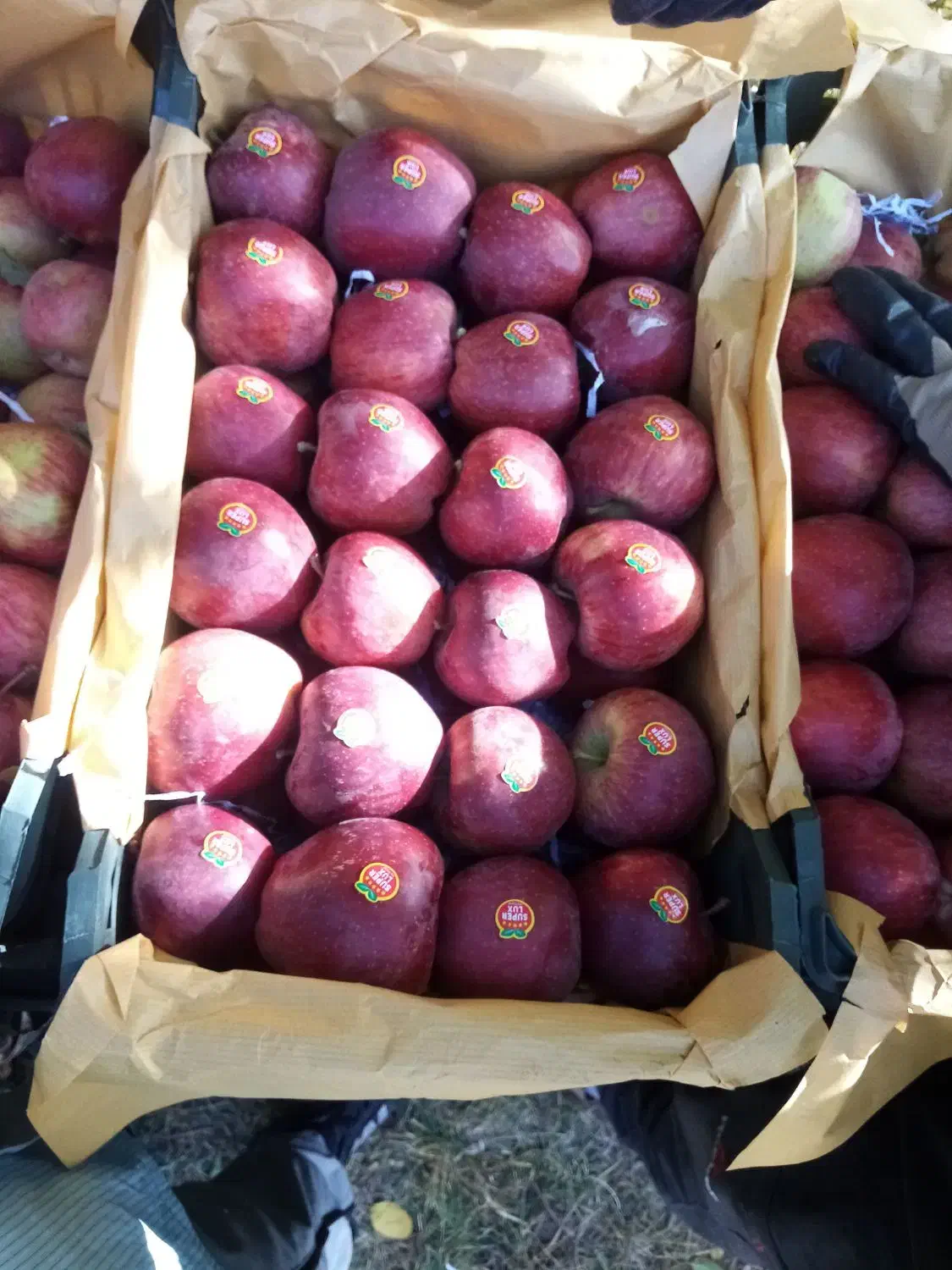 سیب میانه|خوردنی و آشامیدنی|کندوان, |دیوار