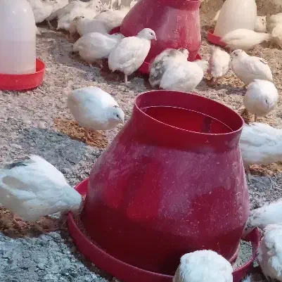 فروش بلدرچین|حیوانات مزرعه|تیمور آباد, |دیوار