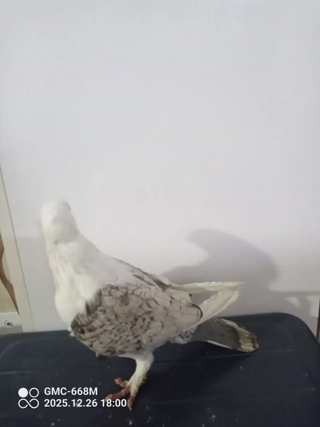 کفتر|پرنده|مشهد, امیرآباد|دیوار