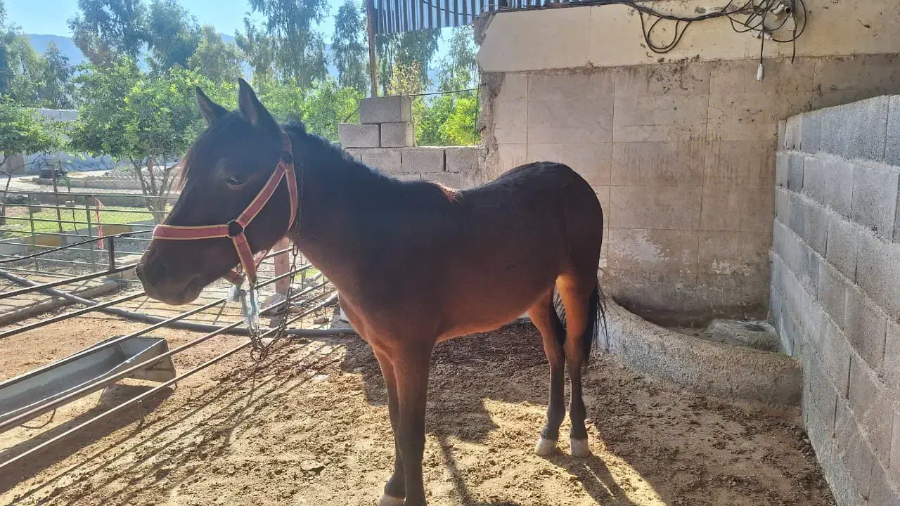 فروش یک راس اسب خرسان جوان|اسب و تجهیزات اسب‌سواری|ایذه, |دیوار